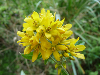 Fleurs jaune vif regroupées en panicule présentant quelques feuilles à la base. Agrandir dans une nouvelle fenêtre (ou onglet)